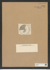 Coscinodiscus impressus Grun. (de-Toni-Nr.: Genus 202, Species 5001) Zeichnungen Sammlung Grunow Nr. 8713 (NHMW-BOT-W0378285)